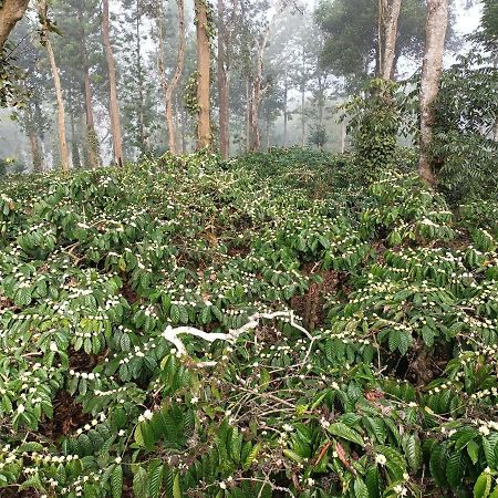 Coorg Kolamotte Hotel Gonikoppal Bagian luar foto