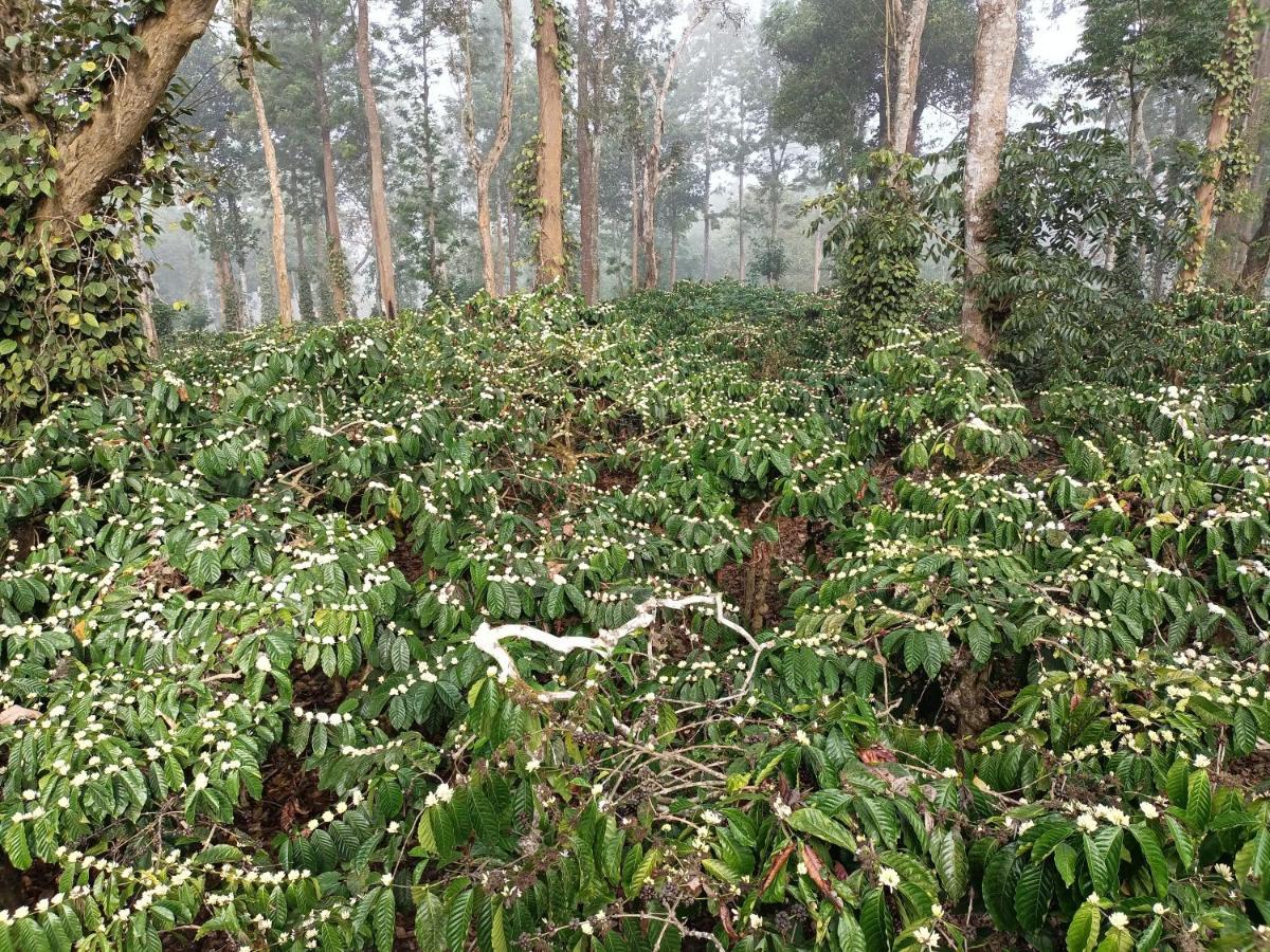 Coorg Kolamotte Hotel Gonikoppal Bagian luar foto