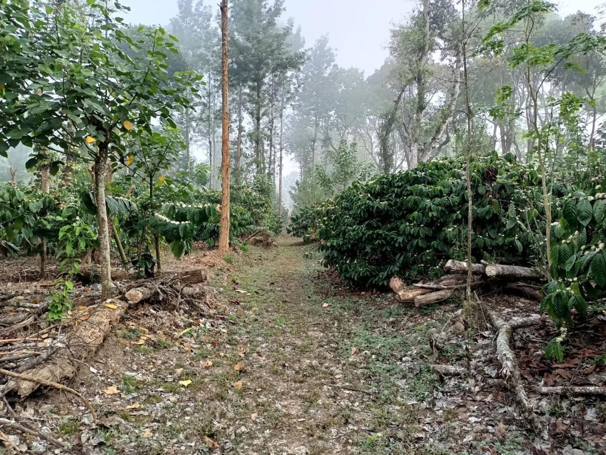Coorg Kolamotte Hotel Gonikoppal Bagian luar foto
