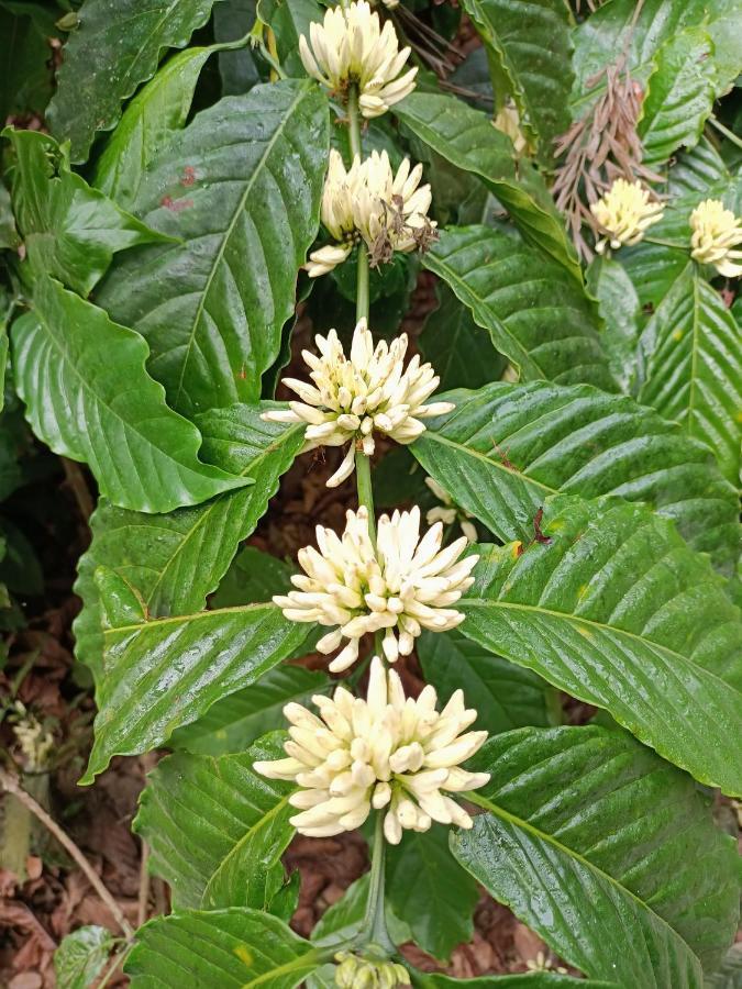 Coorg Kolamotte Hotel Gonikoppal Bagian luar foto
