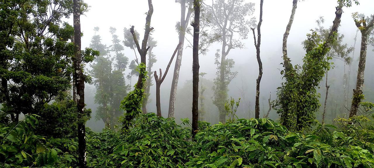 Coorg Kolamotte Hotel Gonikoppal Bagian luar foto